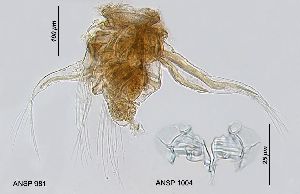  Image courtesy of ANSP (Jersabek et al. 2003) <a href='../../Reference/Index/15798' target='_blank'>[Ref.15798]</a>; female (lateral view), and trophi (ventral view)